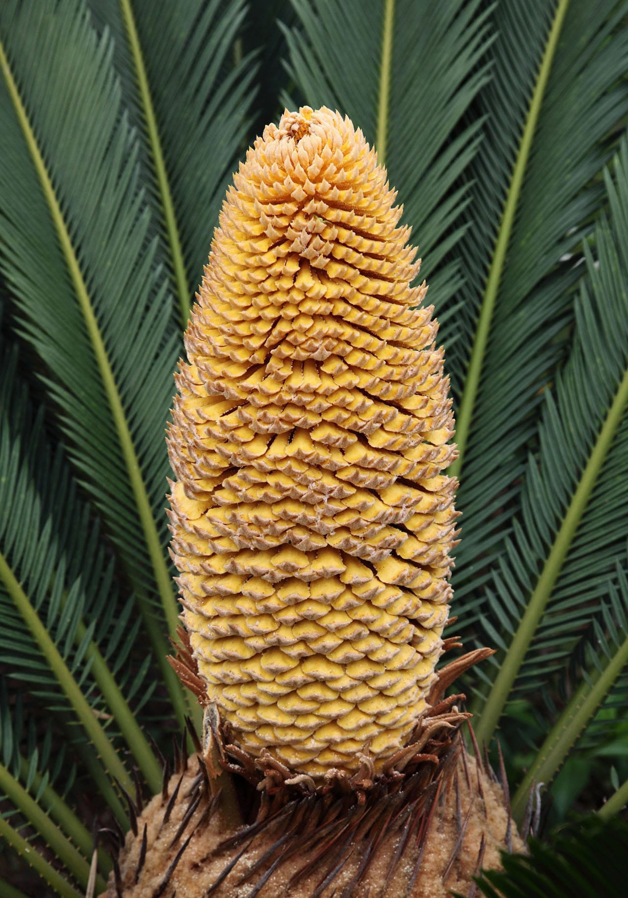Pollen cone