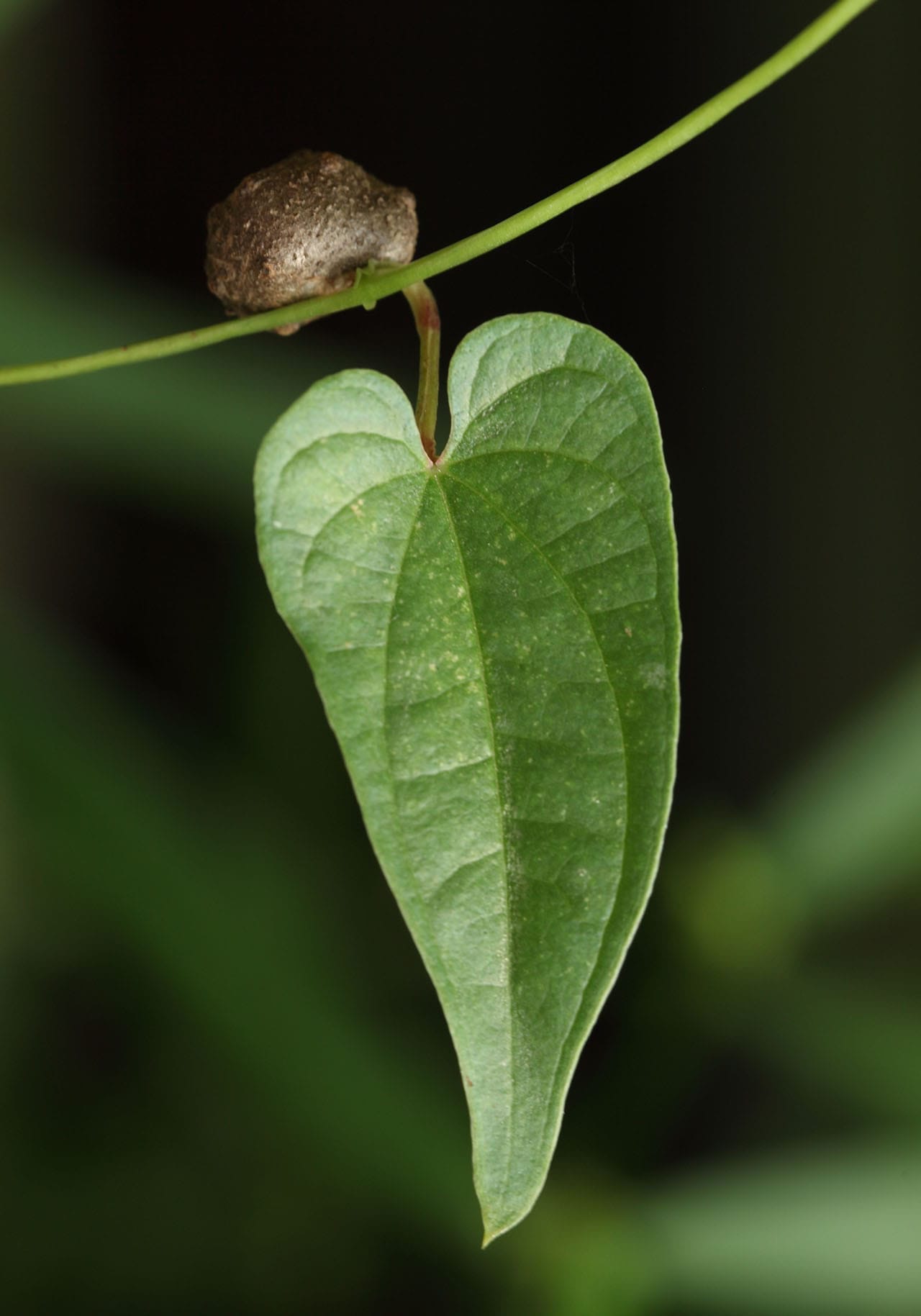 Leaf and bulblet