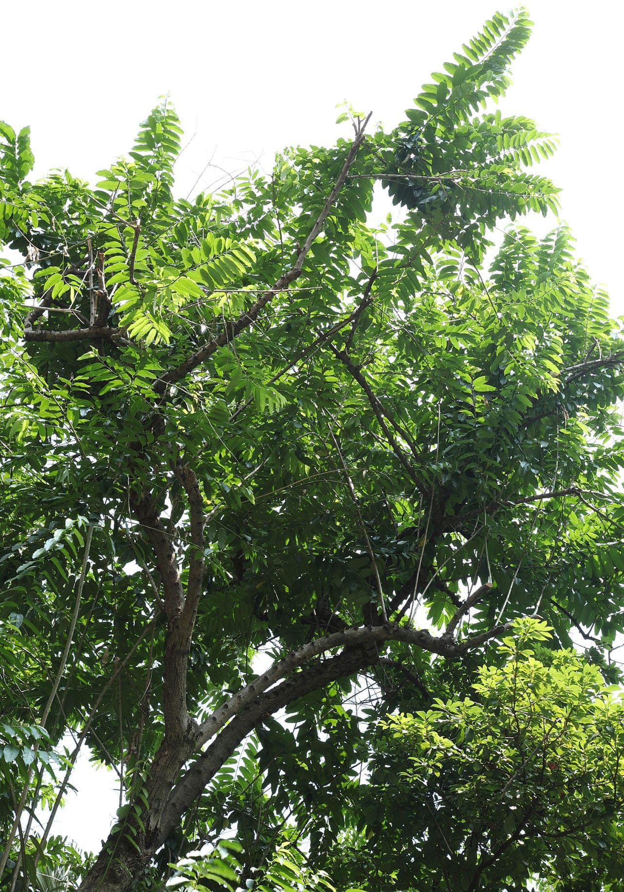Hydnocarpus anthelminthicus