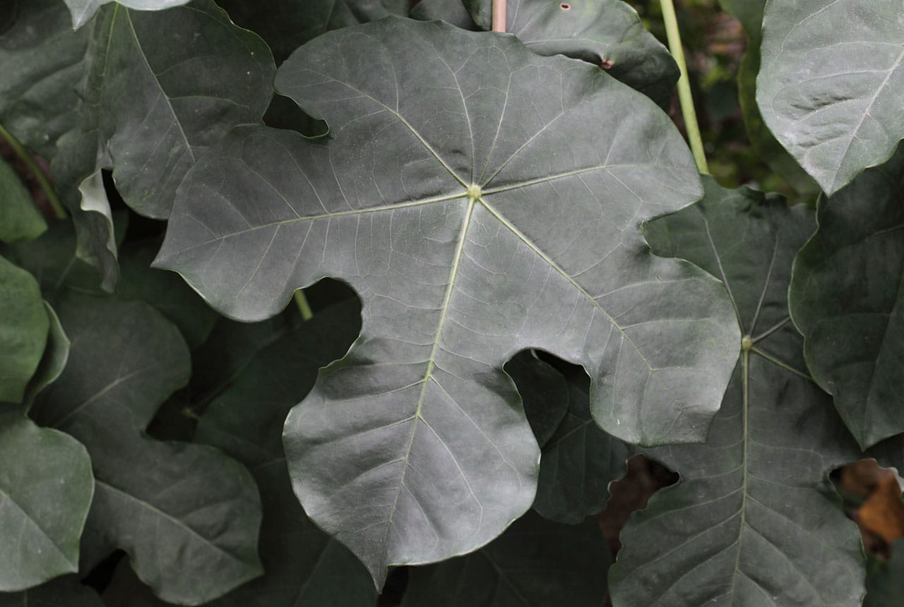 Leaf 