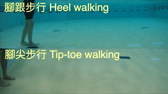 腳尖步行／腳跟步行 1. 收小腹。 2. 使用腳尖／腳跟向前步行，嘗試保持平衡。