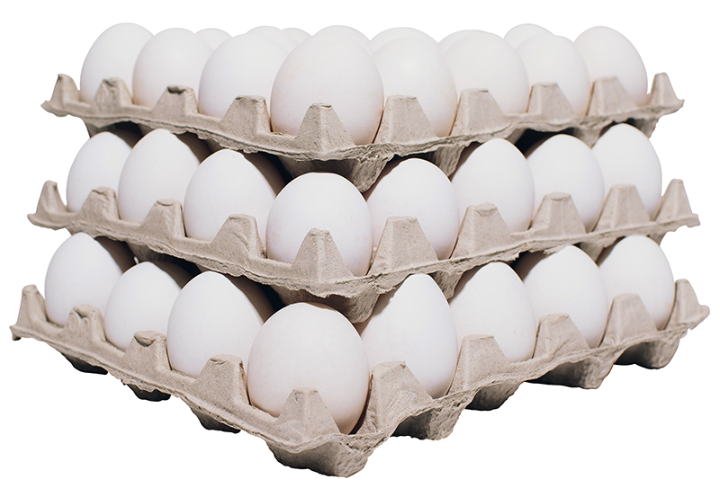 To the CCL team, what counts most is not the eggs, but the value behind.