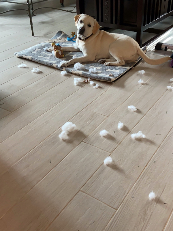 Sara’s dog may look a picture of innocence but he has an unfortunate appetite for her home furnishings.