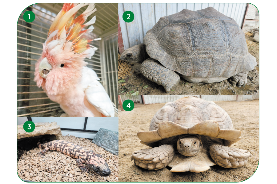 黃醫生特地租下一個農場飼養動物。<br> 1. 酋長鳳頭鸚鵡 / 2. 亞達伯拉象龜 / 3. 希拉毒蜥 / 4. 盾臂陸龜