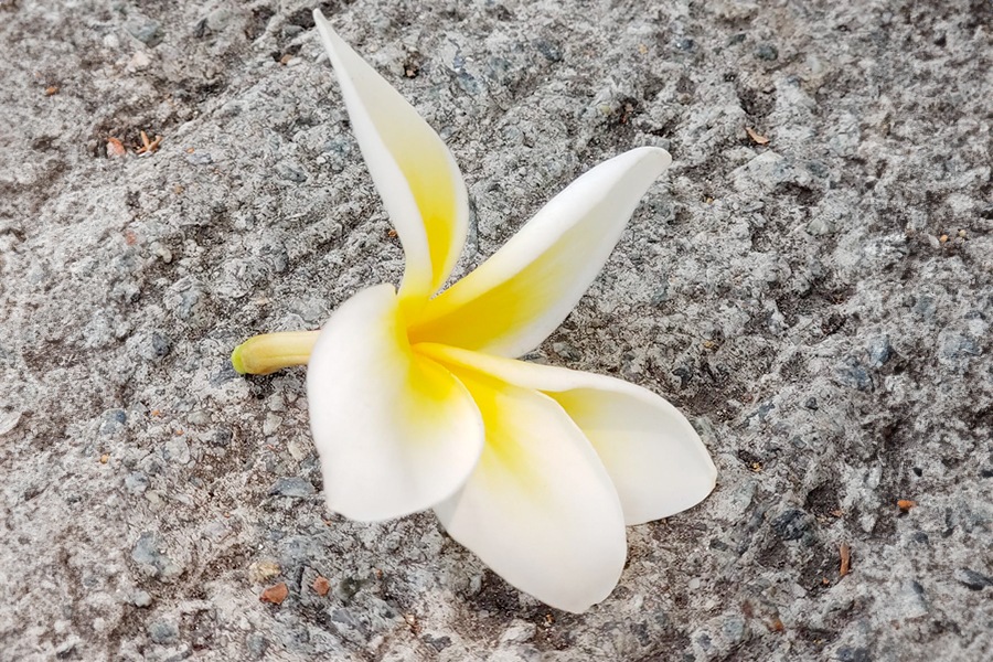 Frangipani, whose fragrance lingers despite its short blooming period, inspired Professor Wong to make the most of her limited life to benefit society.