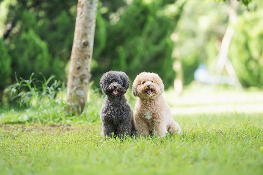 李醫生指在愛犬身上領略到信任和尊重的重要。