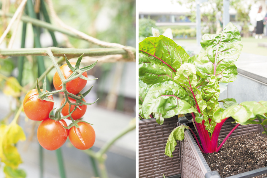 收割日大豐收，同事種嘅蕃茄仔、紅菜頭全部開花結果。