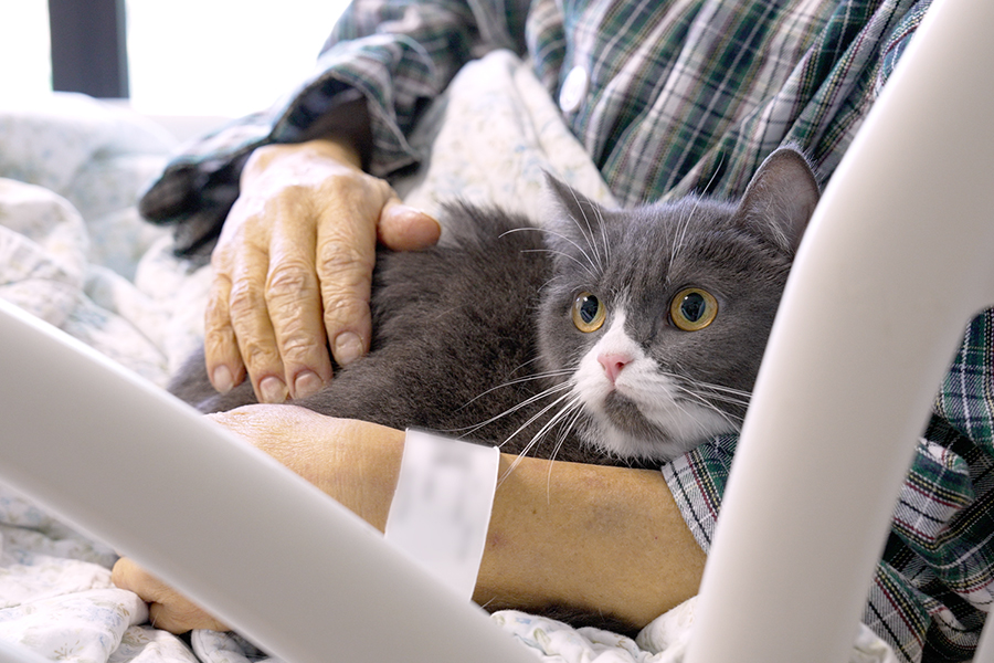在人生最後的日子，華叔最想念的是愛貓Cindy，醫護人員費盡心思為他圓夢。