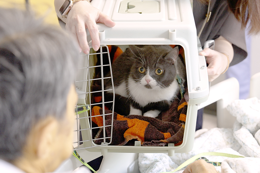 華叔家人用貓籠把Cindy帶到病房，與華叔作最後的告別。