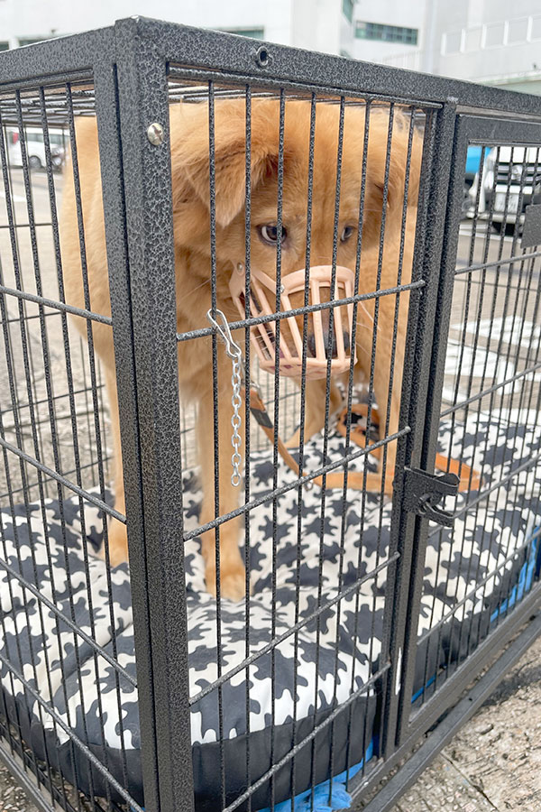 Rio在探訪前完成所需疫苗注射並徹底清潔。