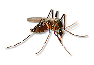 Be prepared Prevent Zika virus
