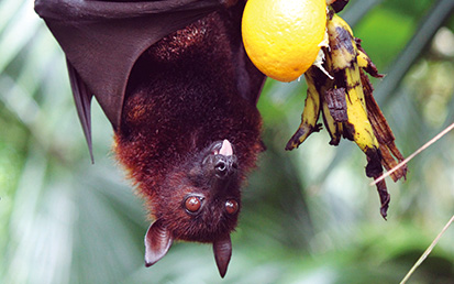 Busting myths about Nipah virus